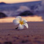 What It Actually Means to Do Business in the Spirit of Aloha